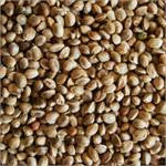 Hemp Seed